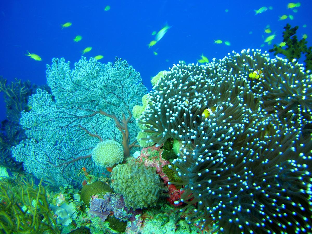 Cabilao Sunset Dive & Beach Resort Loon Exterior foto